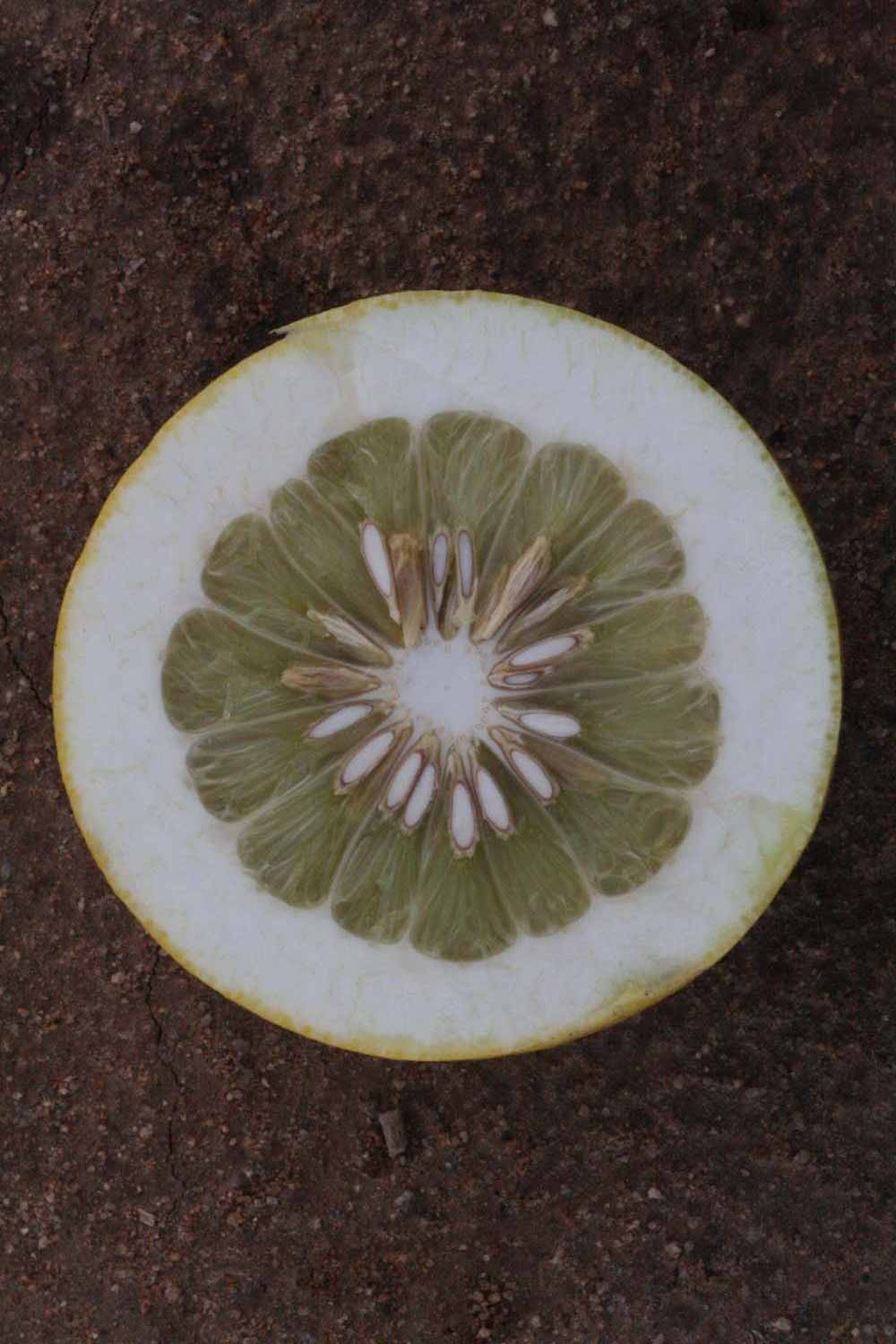            Fruit cross-section (Moanalua, Riverside, CA)   